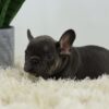 Image of Peanut, a French Bulldog puppy