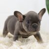 Image of Peanut, a French Bulldog puppy