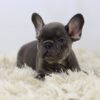 Image of Peanut, a French Bulldog puppy