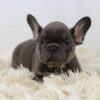 Image of Peanut, a French Bulldog puppy