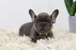 Image of Peanut, a French Bulldog puppy