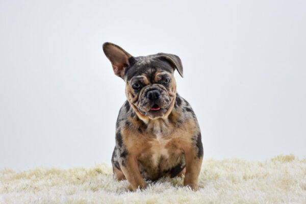 Image of Edmund, a French Bulldog puppy