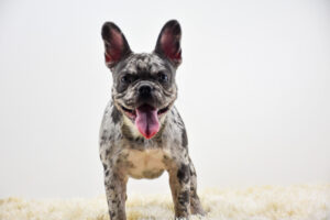 Image of June, a French Bulldog puppy