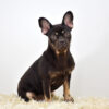 Image of Reba, a French Bulldog puppy