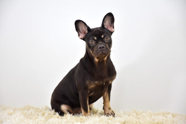 Image of Reba, a French Bulldog puppy