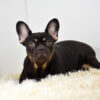 Image of Reba, a French Bulldog puppy