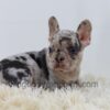 Image of Angel, a French Bulldog puppy