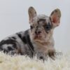 Image of Angel, a French Bulldog puppy