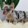 Image of Angel, a French Bulldog puppy