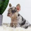 Image of Angel, a French Bulldog puppy