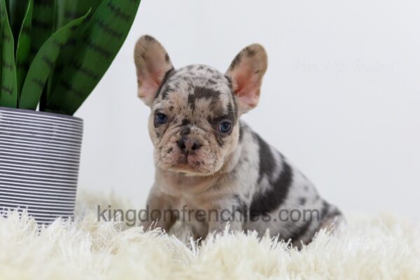 Image of Angel, a French Bulldog puppy