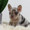 Image of Angel, a French Bulldog puppy