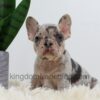 Image of Angel, a French Bulldog puppy