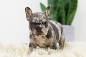 Image of Baxter, a French Bulldog puppy