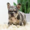 Image of Baxter, a French Bulldog puppy