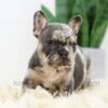 Image of Baxter, a French Bulldog puppy