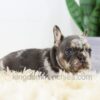 Image of Baxter, a French Bulldog puppy