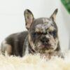 Image of Baxter, a French Bulldog puppy