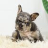 Image of Baxter, a French Bulldog puppy