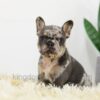 Image of Baxter, a French Bulldog puppy