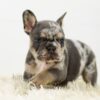 Image of Baxter, a French Bulldog puppy