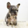 Image of Baxter, a French Bulldog puppy