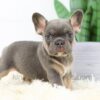 Image of Beauty, a French Bulldog puppy