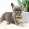 Image of Beauty, a French Bulldog puppy