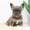 Image of Beauty, a French Bulldog puppy