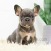 Image of Beauty, a French Bulldog puppy