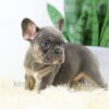 Image of Beauty, a French Bulldog puppy