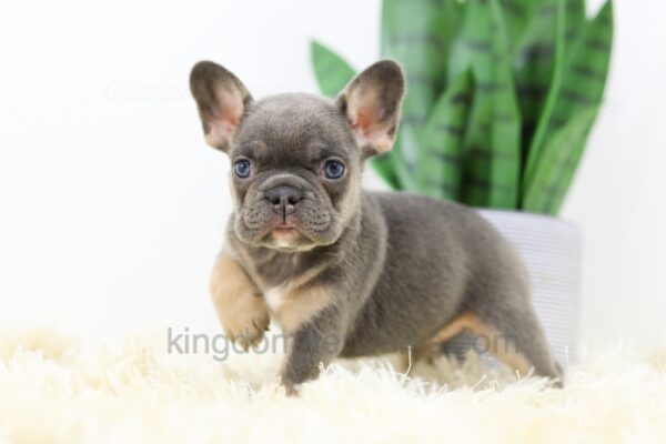 Image of Beauty, a French Bulldog puppy