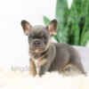 Image of Beauty, a French Bulldog puppy