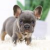 Image of Beauty, a French Bulldog puppy