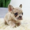 Image of Bella, a French Bulldog puppy