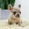 Image of Bella, a French Bulldog puppy