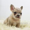 Image of Bella, a French Bulldog puppy