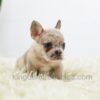 Image of Bella, a French Bulldog puppy