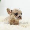 Image of Bella, a French Bulldog puppy