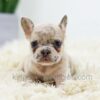 Image of Bella, a French Bulldog puppy