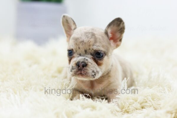 Image of Bella, a French Bulldog puppy