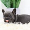 Image of Brenda, a French Bulldog puppy