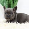 Image of Brenda, a French Bulldog puppy