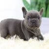 Image of Brenda, a French Bulldog puppy