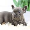 Image of Brenda, a French Bulldog puppy