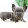 Image of Brenda, a French Bulldog puppy