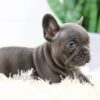 Image of Brenda, a French Bulldog puppy