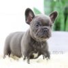 Image of Brenda, a French Bulldog puppy