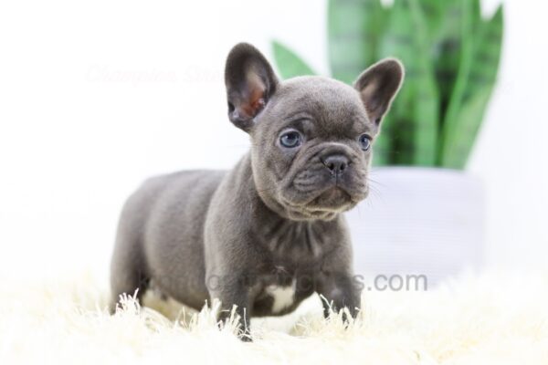 Image of Brenda, a French Bulldog puppy