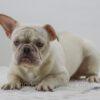 Image of Charlie, a French Bulldog puppy